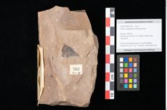 Foto (Objekt + Etikett) von Quercus palaeoilex Ettingshausen (NHMW-GEO-2024-0188-0762)
